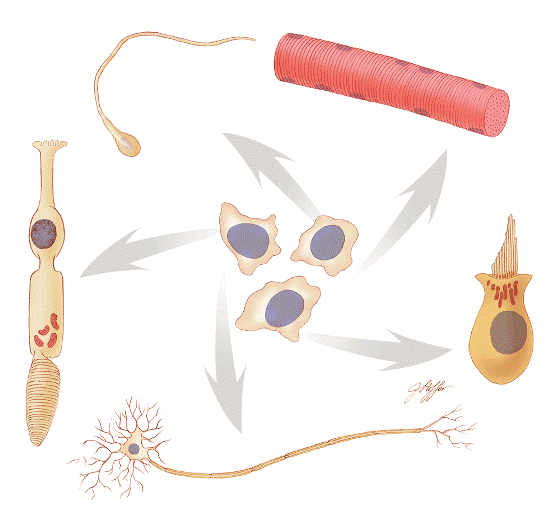 Stem cells (center ones) can develop into any cell type. They are valuable as research tools and might, in the future, be used to treat a wide range of diseases. Credit: Judith Stoffer