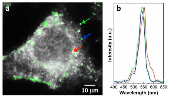 Magnification of a breast cancer cell (a) and spectra of GNPs in different areas (b).