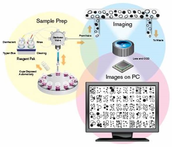 Schematic of the sample preparation process.