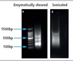 Isolation of High-Quality Chromatin Using Chromatrap® Enzymatic Shearing Kit
