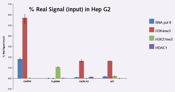 Figure 2. ChIP results in Hep G2 cell line demonstrating the relationship of methylation marks on potentiallytranscribed and silenced gene targets.