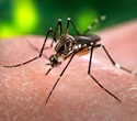 First global standard published to measure outcomes in dengue treatment trials