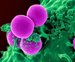 MRSA "superbug" genome decoded