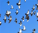 Wild birds found to be key drivers of H5N1 outbreak in North America