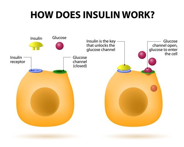 How does insulin work? How does insulin work?