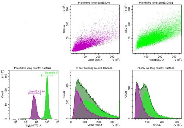 Listeria innocua. Bacteria staining with propidium iodide and Syto9. Both dead and live bacteria exhibit a clear side scatter (SSC) profile.