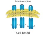 Using NTA to Study Aggregation Behavior of Liposome-Protein Complexes
