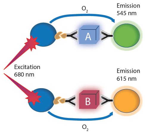 Multiplex Alpha technology principle: AlphaLISA and AlphaPlex used at once. For each protein target one antibody was conjugated to an acceptor bead and a 2nd biotinylated antibody was used. Streptavidin coated donor beads were added subsequently.
