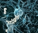 Restoring brain energy balance reverses advanced Alzheimer’s disease in mouse models