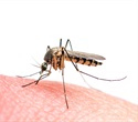 Zika virus manipulates human skin to attract mosquitoes and boost transmission
