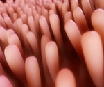 Intestinal cells can change specializations during their lives, finds study