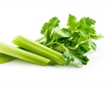 Celery Allergy