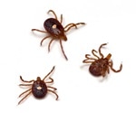 Study maps distribution of disease-carrying ticks across Illinois