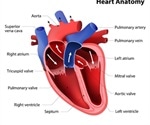 Double Outlet Right Ventricle