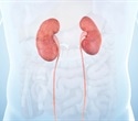 Potential breakthrough in treating acute kidney injury with ceramide-targeting drugs