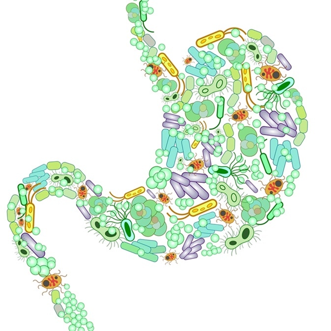 Stomach shaped out of bacteria. Image Credit: lanatoma / Shutterstock