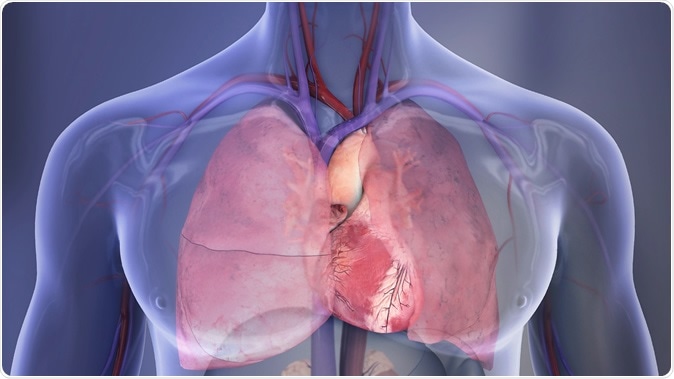 Human Chest Cavity illustration: Right lung, left lung, heart. Copyright: American Heart Association