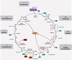 Citric Acid Cycle Regulation