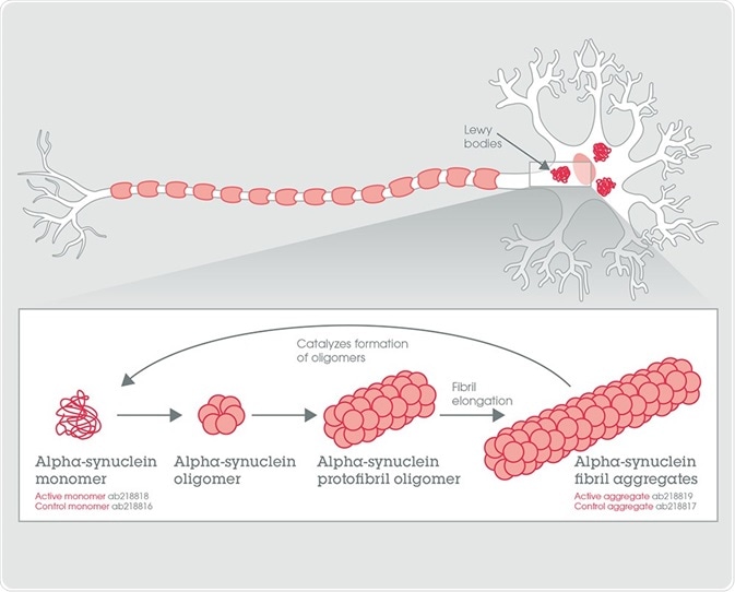 Alpha-synuclein fibril aggregate formation from the monomeric form.