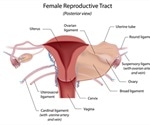 Oophorectomy for Ovarian Cancer