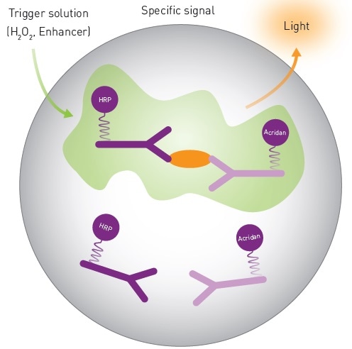 Mechanistic Scheme of SPARCL Technology.