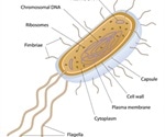 Prokaryotes
