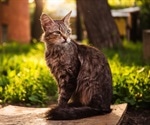 New therapy for treating cat allergies looks promising