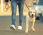 Hand and wrist injuries among dog walkers cost the UK millions