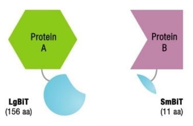 Before Protein-Protein Interactions