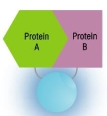 After Protein-Protein Interactions