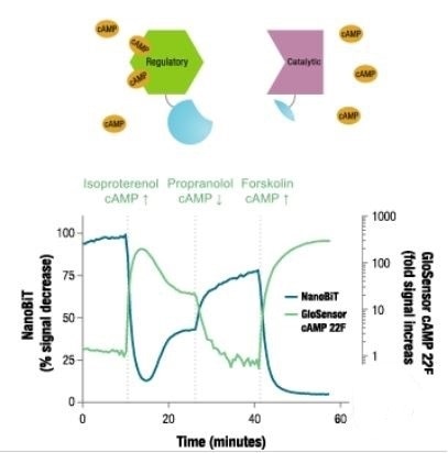 Reversible interaction dynamics of proteins in living cells.