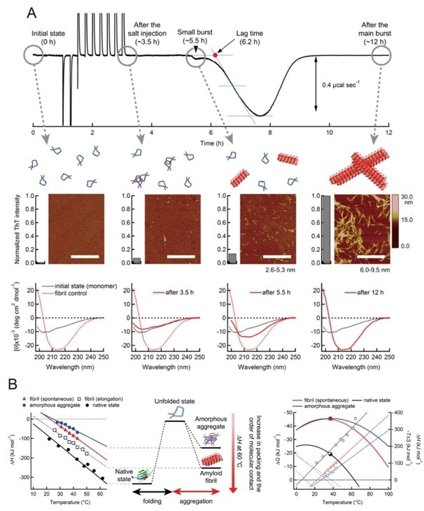 Monitoring the heat of the spontaneous amyloid formation of β2m using ITC and other approaches [44]. Pane A: The ITC trace of β2-m (1.1 mg mL-1) at pH 2.5 and 37 °C (upper panel). Conformational states of β2-m during an incubation in the ITC cell examined using AFM images and thioflavin T (ThT) fluorescence intensities (middle panel) and far-UV CD spectra (lower panel) at the four time points (0 hours, ~3.5 hours, ~5.5 hours, and ~12 hours). Illustrations of the molecular species of β2m based on AFM, ThT fluorescence, and CD are shown above AFM images: monomers (blue curves), prefibrillar aggregates (magenta curves), and amyloid fibrils (red rectangles). The CD spectra at each time point are shown by red solid curves. As a comparison, the spectra of monomers and mature fibrils (red dotted curves) are shown with black and red dotted curves, respectively. Pane B: Temperature-dependent ΔH for amorphous aggregation (blue circles), spontaneous (red triangles) and seed-dependent fibrillation (black squares), and folding (black circles) (left) are shown. The difference in ΔH at 60 °C among the distinct conformational states is shown with animation (right).