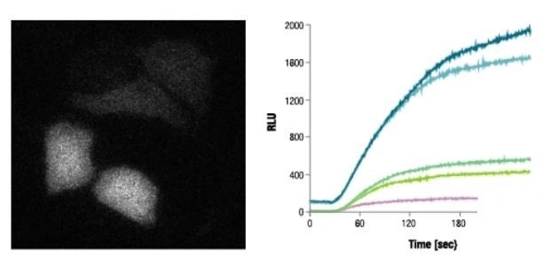 Rapid Signal Increase After Rapamycin Treatment