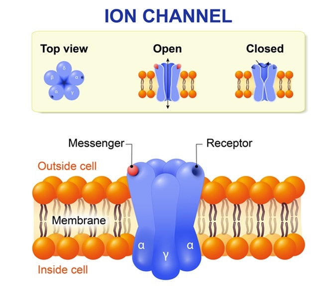 Ion channel. Structure of the channel. Image Credit: Designua / Shutterstock