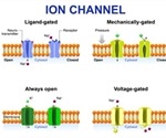 Importance of Ion Channels in the Body