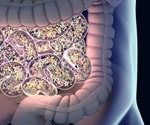 Study uncovers link between gut disruption and aging