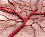 Pericytes: Purpose and Function