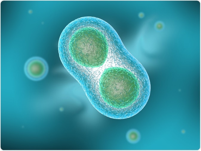 Cell undergoing cytokinesis, the final stage of the cell cycle - By Roberto Piras Cell undergoing cytokinesis, the final stage of the cell cycle - By Roberto Piras