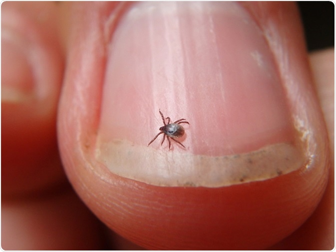 A small tick. Image Credit: Jarabogu/ Shutterstock