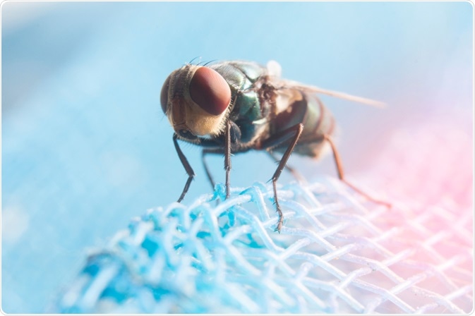 Picture of a tsetse fly, the carrier of Trypanosomiasis, or african sleeping sickness - taken by By Krumao