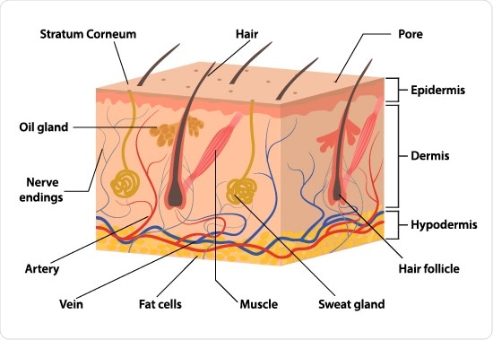Anatomy of the skin - an illustration By NeutronStar8 Anatomy of the skin - an illustration By NeutronStar8