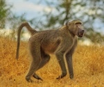 Xenotransplantation - Pig heart transplants keep baboons alive