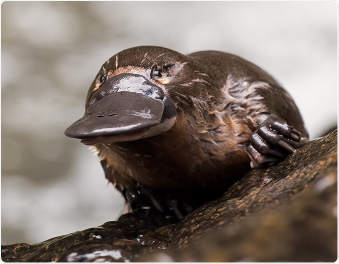 Platypus milk to combat antibiotic resistance soon finds study. ©Laura Romin & Larry Dalton
