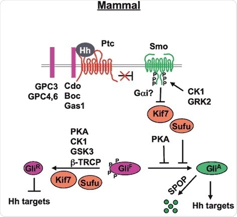 Mammal Hh signal transduction pathway (Chen and Jiang, 2013). The mature Hh molecule reaches Hh receiving cells by binding with HSPGs (such as GPC3, GPC4 and GPC6). In the absence of Hh, Ptc inhibits Smo allowing Gli to be phosphorylated by PKA, CK1 and GSK3. These phosphorylation events target Gli to a partial proteolytic cleavage (mediated by β-TRCP) to generate the repressor form (Gli-R). In the presence of Hh, binding of Hh to its receptor Ptc and co-receptor Cdo releases Ptc inhibition on Smo, which undergoes phosphorylation by mainly CK1 and GRK2. Consequently, Smo accumulates at the cell surface (within the cilia). Sufu is the major negative regulator of the pathway (kif7 is a minor one). In the presence of Hh, Sufu destabilization and degradation allows the release of its repression on Gli, with consequent pathway activation.