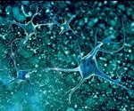 Scientists discover new protein involved in neuron formation
