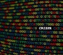 CRISPR-Cas3: A safer gene-editing tool shows promise for transthyretin amyloidosis treatment