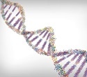 Genetic study reveals how DNA repeats expand with age