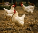 Fever-resistant bird flu viruses pose a significant threat to humans