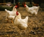 Japan injects funds into fight against Bird Flu