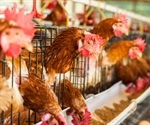 Wild birds found to be key drivers of H5N1 outbreak in North America